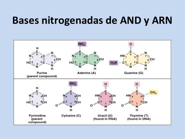 Genetica molecular Español