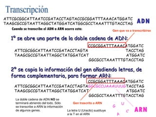 1º se abre una parte de la doble cadena de ADN: 2º se copia la información del gen añadiendo letras, de forma complementaria, para formar ARN: ATTCGCGGCATTAATCCGATACCTAGTACCGCGGATTTAAACATGGATC TAAGCGCCGTAATTAGGCTATGGATCATGGCGCCTAAATTTGTACCTAG Cuando se transcribe el ADN a ARN ocurre esto: ATTCGCGGCATTAATCCGATACCTAGTA CCGCGGATTTAAACATGGATC ATTCGCGGCATTAATCCGATACCTAGTA  TACCTAG TAAGCGCCGTAATTAGGCTATGGATCAT  ATGGATC TAAGCGCCGTAATTAGGCTATGGATCAT GGCGCCTAAATTTGTACCTAG La doble cadena de ADN  NO  se terminará abriendo del todo. Sólo se transcribe a ARN la información de algunos genes. ADN ATTCGCGGCATTAATCCGATACCTAGTA CCGCGGATTTAAACATGGATC ATTCGCGGCATTAATCCGATACCTAGTA GGCGCCUAAAUUUG TACCTAG TAAGCGCCGTAATTAGGCTATGGATCAT  ATGGATC TAAGCGCCGTAATTAGGCTATGGATCAT GGCGCCTAAATTTGTACCTAG C G U A La letra U (Uracilo) sustituye a la T en el ARN ARN Gen trascrito a ARN Gen que va a transcribirse Transcripción 