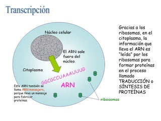 Transcripción Gracias a los ribosomas, en el citoplasma, la información que lleva el ARN es “leída” por los ribosomas para...