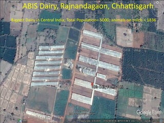 ABIS Dairy, Rajnandagaon, Chhattisgarh
Biggest Dairy in Central India; Total Population= 5000; animals on milch = 1836
 