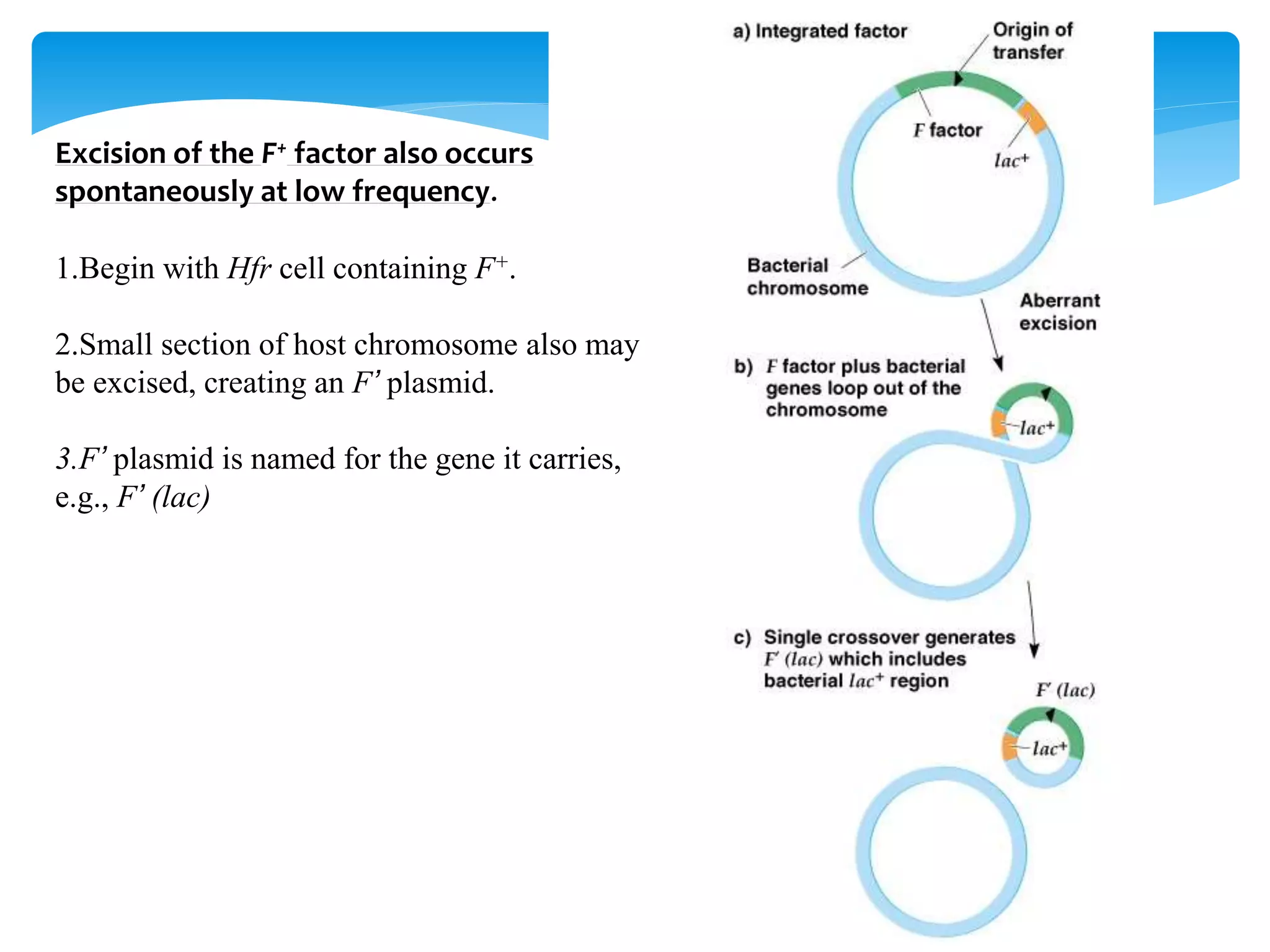 Gene and genetic mapping by recombination | PPTX