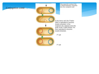 Conjugation contd…..
 