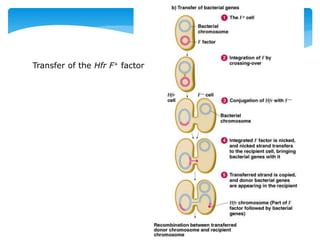 Transfer of the Hfr F+ factor
 