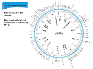 Circular genetic map of E.
coli
Total map units = 100
minutes
Time required for E. coli
chromosome to replicate at
37°C.
 