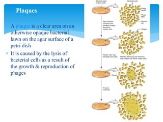  A plaque is a clear area on an
otherwise opaque bacterial
lawn on the agar surface of a
petri dish
 It is caused by the lysis of
bacterial cells as a result of
the growth & reproduction of
phages
Plaques
 