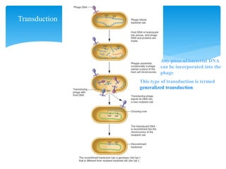 Any piece of bacterial DNA
can be incorporated into the
phage
This type of transduction is termed
generalized transduction
Transduction
 