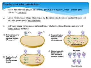 Mapping genes using bacteriophages
1. Infect bacteria with phages of different genotypes using two-, three-, or four-gene
crosses  crossover.
2. Count recombinant phage phenotypes by determining differences in cleared areas (no
bacteria growth) on a bacterial lawn.
3. Different phage genes induce different types of clearing (small/large clearings with
fuzzy/distinct borders).
 