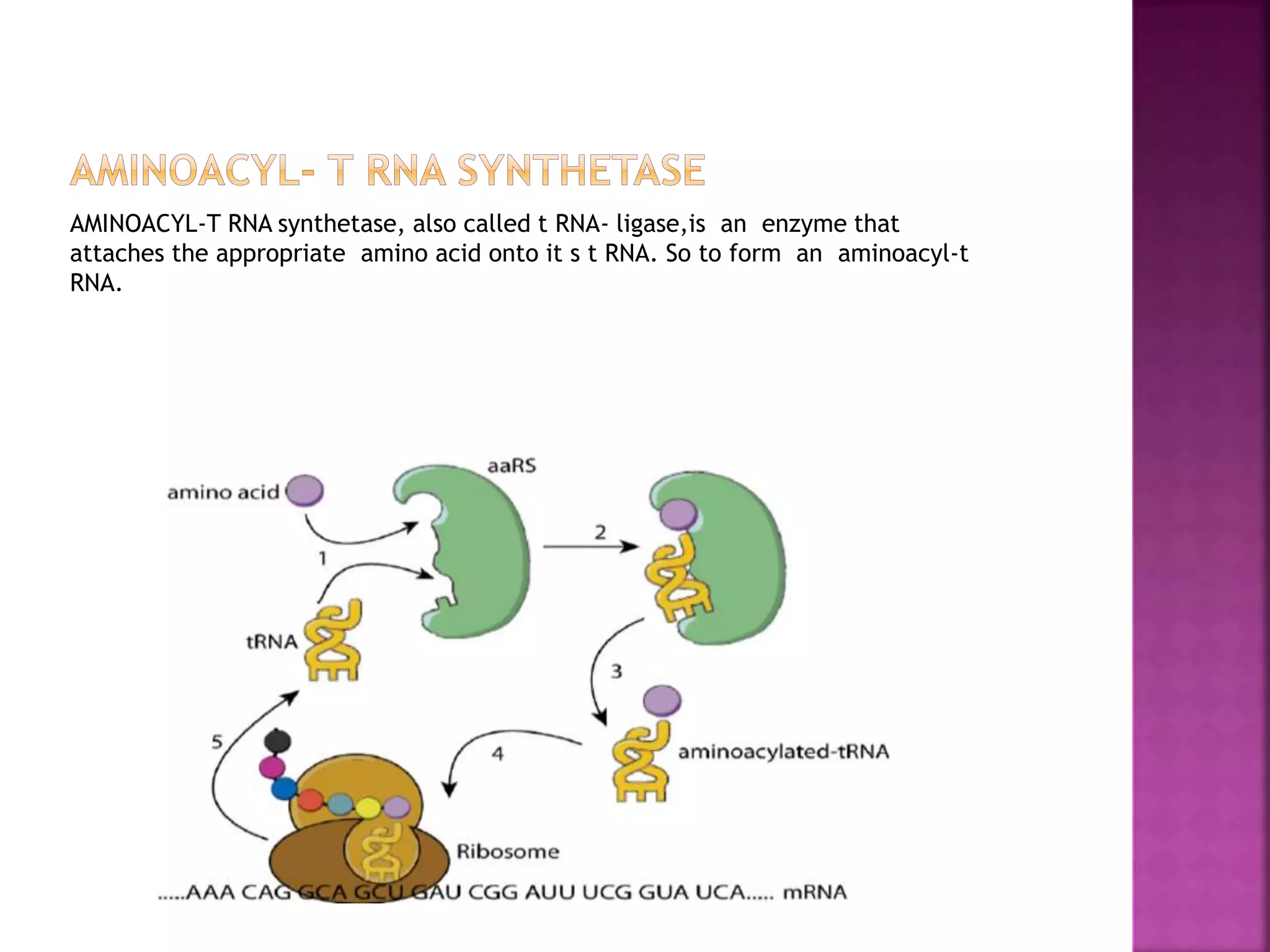 AMINOACYL-T RNA synthetase, also called t RNA- ligase,is an enzyme that
attaches the appropriate amino acid onto it s t RNA. So to form an aminoacyl-t
RNA.
 