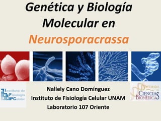 Genética y Biología Molecular en Neurosporacrassa Nallely Cano Domínguez Instituto de Fisiología Celular UNAM Laboratorio 107 Oriente 