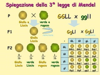 Spiegazione della 3ª legge di Mendel Giallo e Liscio P F1 verde e rugoso F2 Giallo Liscio verde Liscio Giallo rugoso verde...