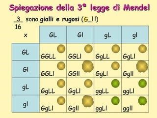 Spiegazione della 3ª legge di Mendel ggll ggLl Ggll GgLl gl ggLl ggLL GgLl GgLL gL Ggll GgLl GGll GGLl Gl GgLl GgLL GGLl G...