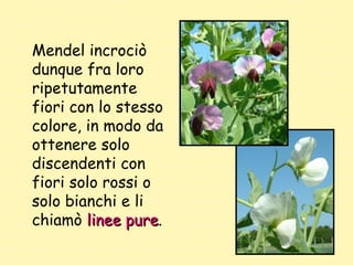 Mendel incrociò dunque fra loro ripetutamente fiori con lo stesso colore, in modo da ottenere solo discendenti con fiori s...