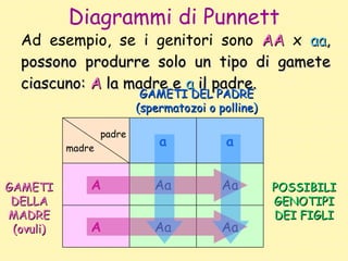 Diagrammi di Punnett <ul><li>Ad esempio, se i genitori sono  AA  x  aa ,   possono produrre solo un tipo di gamete ciascun...