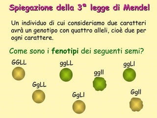 Spiegazione della 3ª legge di Mendel Un individuo di cui consideriamo due caratteri avrà un genotipo con quattro alleli, c...