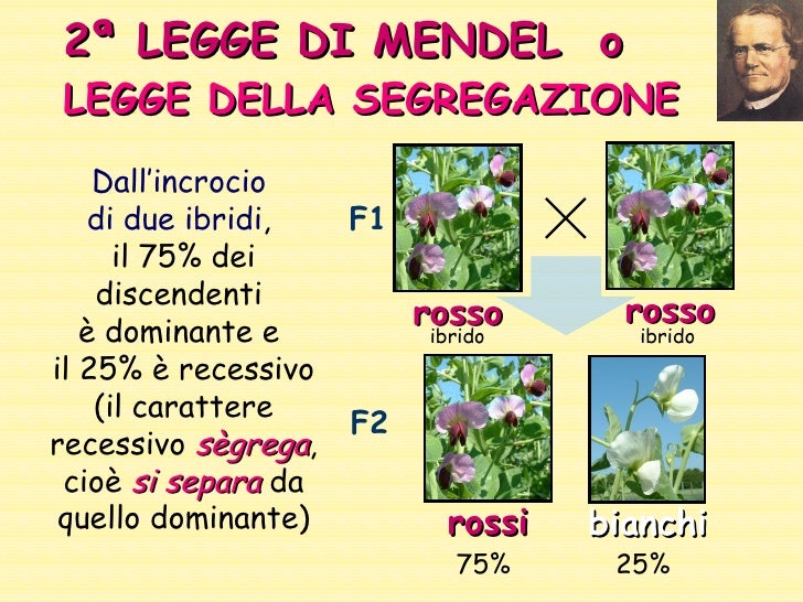 Genetica