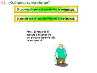 4.1.-   ¿Qué genes se manifiestan? El conjunto de genes de un individuo es su  genotipo . El aspecto que un individuo presenta es su  fenotipo . Pero… ¿crees que el aspecto o fenotipo de una persona depende sólo de sus genes? 