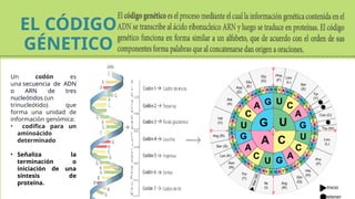 GENETICA NOVENO GRADO [Autoguardado].pptx
