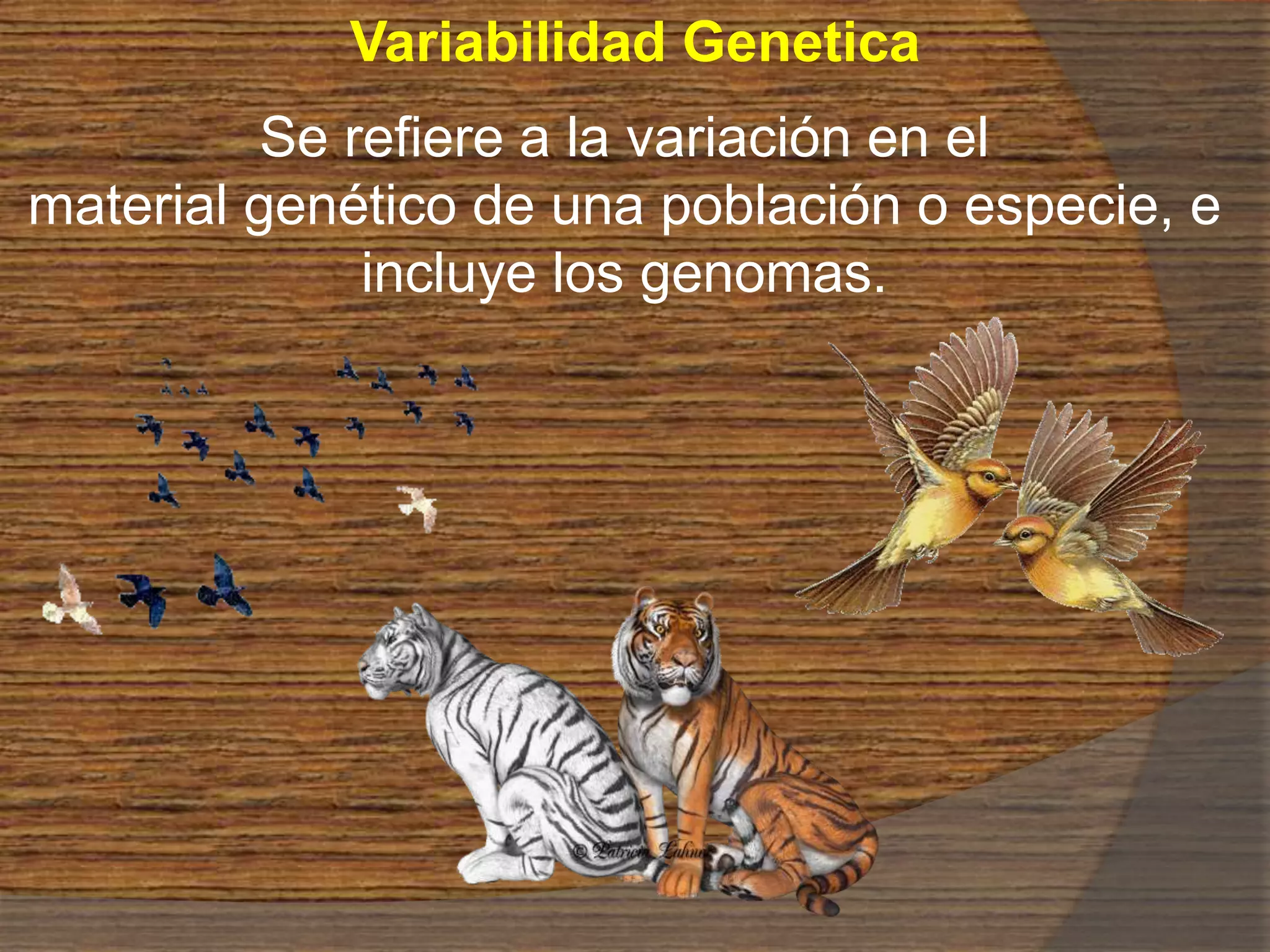 Genetica (origen de la variabilidad) | PPT