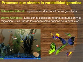 Selección Natural: reproducción diferencial de los genotipos.
Deriva Genética: junto con la selección natural, la mutación y la
migración — es uno de los mecanismos básicos de la evolución.
Procesos que afectan la variabilidad genetica
 