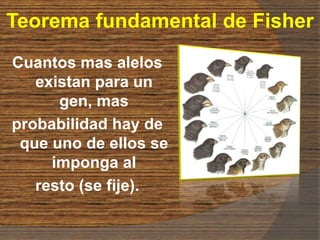 Teorema fundamental de Fisher
Cuantos mas alelos
existan para un
gen, mas
probabilidad hay de
que uno de ellos se
imponga al
resto (se fije).
 