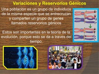 Variaciones y Reservorios Génicos
Una población es un grupo de individuos
de la misma especie que se entrecruzan
y comparten un grupo de genes
llamados reservorios génicos
.
Estos son importantes en la teoría de la
evolución, porque esto se da a traves del
tiempo.
 