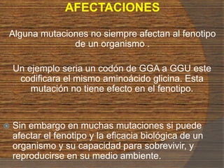 AFECTACIONES
Alguna mutaciones no siempre afectan al fenotipo
de un organismo .
Un ejemplo seria un codón de GGA a GGU este
codificara el mismo aminoácido glicina. Esta
mutación no tiene efecto en el fenotipo.
 Sin embargo en muchas mutaciones si puede
afectar el fenotipo y la eficacia biológica de un
organismo y su capacidad para sobrevivir, y
reproducirse en su medio ambiente.
 