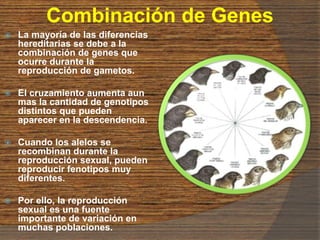 Combinación de Genes
 La mayoría de las diferencias
hereditarias se debe a la
combinación de genes que
ocurre durante la
reproducción de gametos.
 El cruzamiento aumenta aun
mas la cantidad de genotipos
distintos que pueden
aparecer en la descendencia.
 Cuando los alelos se
recombinan durante la
reproducción sexual, pueden
reproducir fenotipos muy
diferentes.
 Por ello, la reproducción
sexual es una fuente
importante de variación en
muchas poblaciones.
 