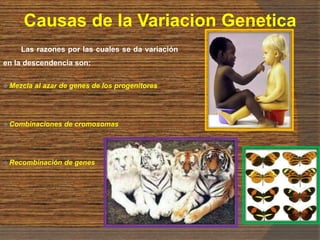 Causas de la Variacion Genetica
Las razones por las cuales se da variación
en la descendencia son:
 Mezcla al azar de genes de los progenitores
 Combinaciones de cromosomas
 Recombinación de genes
 