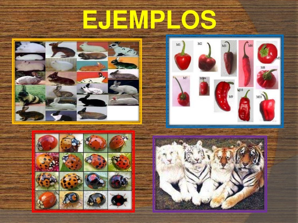 Genetica (origen de la variabilidad)