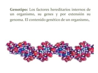 Genotipo: Los factores hereditarios internos de
un organismo, su genes y por extensión su
genoma. El contenido genético de un organismo.

 
