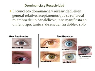Dominancia y Recesividad
 El concepto dominancia y recesividad, es en

general relativo, aceptaremos que se refiere al
miembro de un par alélico que se manifiesta en
un fenotipo, tanto si de encuentra doble o solo

 