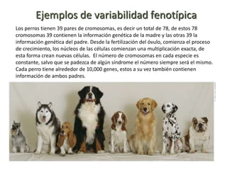 Ejemplos de variabilidad fenotípica
Los perros tienen 39 pares de cromosomas, es decir un total de 78, de estos 78
cromosomas 39 contienen la información genética de la madre y las otras 39 la
información genética del padre. Desde la fertilización del óvulo, comienza el proceso
de crecimiento, los núcleos de las células comienzan una multiplicación exacta, de
esta forma crean nuevas células. El número de cromosomas en cada especie es
constante, salvo que se padezca de algún síndrome el número siempre será el mismo.
Cada perro tiene alrededor de 10,000 genes, estos a su vez también contienen
información de ambos padres.

 