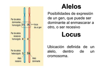 Alelos
Posibilidades de expresión
de un gen, que puede ser
dominante al enmascarar a
otro, o ser recesivo

Locus
Ubicación definida de un
alelo,
dentro
de
un
cromosoma.

 
