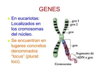 GENES




En eucariotas:
Localizados en
los cromosomas
del núcleo.
Se encuentran en
lugares concretos
denominados
“locus” (plural:
loci).

 