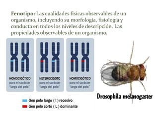 Fenotipo: Las cualidades físicas observables de un
organismo, incluyendo su morfología, fisiología y
conducta en todos los niveles de descripción. Las
propiedades observables de un organismo.

 