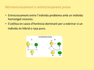 • Entrecreuament entre l´individu problema amb un individu
homozigot recessiu.
• S’utilitza en casos d’herència dominant per a esbrinar si un
individu és híbrid o raça pura.
Retroencreuament o entrecreuament prova
 