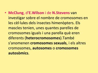 • McClung, d'E.Wilson i de N.Stevens van
investigar sobre el nombre de cromosomes en
les cèl·lules dels insectes himenòpters. Els
mascles tenien, unes quantes parelles de
cromosomes iguals i una parella què eren
diferents (heterocromosomes).També
s'anomenen cromosomes sexuals, i els altres
cromosomes, autosomes o cromosomes
autosòmics.
 