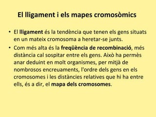 El lligament i els mapes cromosòmics
• El lligament és la tendència que tenen els gens situats
en un mateix cromosoma a heretar-se junts.
• Com més alta és la freqüència de recombinació, més
distància cal sospitar entre els gens. Això ha permès
anar deduint en molt organismes, per mitjà de
nombrosos encreuaments, l'ordre dels gens en els
cromosomes i les distàncies relatives que hi ha entre
ells, és a dir, el mapa dels cromosomes.
 