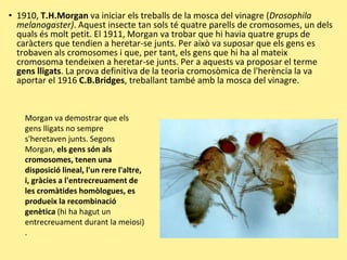 • 1910, T.H.Morgan va iniciar els treballs de la mosca del vinagre (Drosophila
melanogaster). Aquest insecte tan sols té quatre parells de cromosomes, un dels
quals és molt petit. El 1911, Morgan va trobar que hi havia quatre grups de
caràcters que tendien a heretar-se junts. Per això va suposar que els gens es
trobaven als cromosomes i que, per tant, els gens que hi ha al mateix
cromosoma tendeixen a heretar-se junts. Per a aquests va proposar el terme
gens lligats. La prova definitiva de la teoria cromosòmica de l'herència la va
aportar el 1916 C.B.Bridges, treballant també amb la mosca del vinagre.
Morgan va demostrar que els
gens lligats no sempre
s'heretaven junts. Segons
Morgan, els gens són als
cromosomes, tenen una
disposició lineal, l'un rere l'altre,
i, gràcies a l'entrecreuament de
les cromàtides homòlogues, es
produeix la recombinació
genètica (hi ha hagut un
entrecreuament durant la meiosi)
.
 