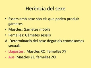Herència del sexe
• Éssers amb sexe són els que poden produir
gàmetes
• Mascles: Gàmetes mòbils
• Femelles: Gàmetes sèssils
A- Determinació del sexe degut als cromosomes
sexuals
- Llagostes: Mascles XO, femelles XY
- Aus: Mascles ZZ, femelles ZO
 