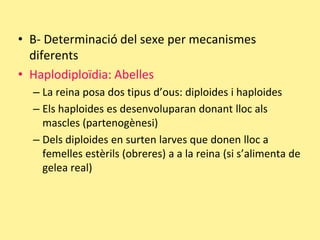 • B- Determinació del sexe per mecanismes
diferents
• Haplodiploïdia: Abelles
– La reina posa dos tipus d’ous: diploides i haploides
– Els haploides es desenvoluparan donant lloc als
mascles (partenogènesi)
– Dels diploides en surten larves que donen lloc a
femelles estèrils (obreres) a a la reina (si s’alimenta de
gelea real)
 