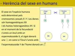 - Herència del sexe en humans
El sexe en l’espècie humana
està determinat pels
cromosomes sexuals X i Y. Les dones
són homogamètiques XX
i els homes heterogamètics XY. Si
en el moment de la fecundació
s’uneix un òvul amb un
espermatozoide X, el zigot donarà
una ♀; en canvi si l’òvul s’uneix amb
l’espermatozoide Y de l’home donarà un ♂
 