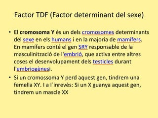 Factor TDF (Factor determinant del sexe)
• El cromosoma Y és un dels cromosomes determinants
del sexe en els humans i en la majoria de mamífers.
En mamífers conté el gen SRY responsable de la
masculinització de l'embrió, que activa entre altres
coses el desenvolupament dels testicles durant
l'embriogènesi.
• Si un cromossoma Y perd aquest gen, tindrem una
femella XY. I a l´inrevès: Si un X guanya aquest gen,
tindrem un mascle XX
 