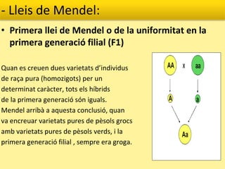 - Lleis de Mendel:
• Primera llei de Mendel o de la uniformitat en la
primera generació filial (F1)
Quan es creuen dues varietats d’individus
de raça pura (homozigots) per un
determinat caràcter, tots els híbrids
de la primera generació són iguals.
Mendel arribà a aquesta conclusió, quan
va encreuar varietats pures de pèsols grocs
amb varietats pures de pèsols verds, i la
primera generació filial , sempre era groga.
 
