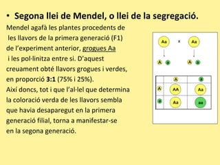 • Segona llei de Mendel, o llei de la segregació.
Mendel agafà les plantes procedents de
les llavors de la primera generació (F1)
de l’experiment anterior, grogues Aa
i les pol·linitza entre si. D’aquest
creuament obté llavors grogues i verdes,
en proporció 3:1 (75% i 25%).
Així doncs, tot i que l’al·lel que determina
la coloració verda de les llavors sembla
que havia desaparegut en la primera
generació filial, torna a manifestar-se
en la segona generació.
 