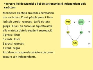 •Tercera llei de Mendel o llei de la transmissió independent dels
caràcters
Mendel es planteja ara com s’heretarien
dos caràcters. Creuà pèsols grocs i llisos
i pèsols verds i rugosos. La F1 és tota
groga i llisa; i en encreuar aquesta amb
ella mateixa obté la següent segregació:
9 grocs i llisos
3 verds i llisos
3 grocs i rugosos
1 verd i rugós
Així demostra que els caràcters de color i
textura són independents.
 