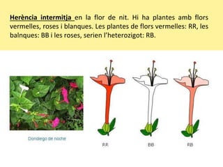Herència intermitja en la flor de nit. Hi ha plantes amb flors
vermelles, roses i blanques. Les plantes de flors vermelles: RR, les
balnques: BB i les roses, serien l’heterozigot: RB.
 