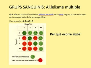 GRUPS SANGUINIS: Al.lelisme múltiple
Què són: és la classificació dels glòbuls vermells de la sang segons la naturalesa de
certs components de la seva superfície.
Els grups són: A, B, AB i O
Per què ocorre això?
 