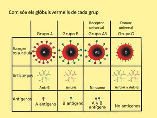 Com són els glòbuls vermells de cada grup
Receptor
universal
Donant
universal
 