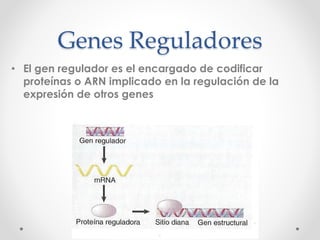 Genes Reguladores
• El gen regulador es el encargado de codificar
proteínas o ARN implicado en la regulación de la
expresión de otros genes
 